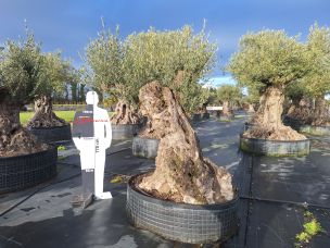 Olivier centenaire 3026 Noisy le Sec dans le Seine Saint Denis