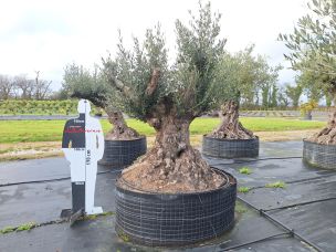 Olivier centenaire 3027 Bourg en Bresse dans le Ain