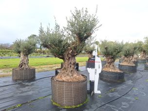 Olivier centenaire 3029 Marcq en Barœul dans le Nord