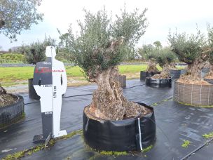 Olivier centenaire 3030 Compiègne dans le Oise