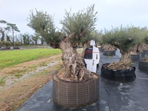 Olivier centenaire 3033 Gagny dans le Seine Saint Denis