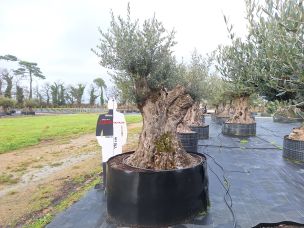 Olivier centenaire 3034 Chartres dans le Eure et Loir