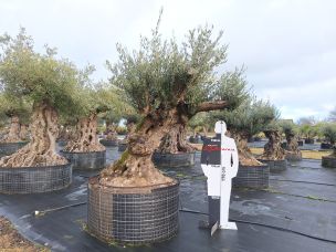 Olivier centenaire 3035 Rezé dans le Loire Atlantique