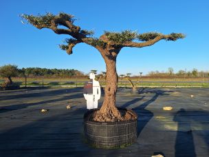 Olivier nuage, niwaki 2828 Châtenay Malabry dans le Hauts de Seine