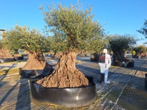 Olivier centenaire 2366 Mulhouse dans le Haut Rhin