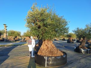 Olivier centenaire 2378 Nanterre dans le Hauts de Seine