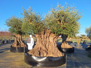 Olivier centenaire 2245 Talence dans le Gironde