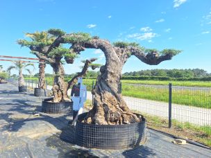 Olivier nuage, niwaki 2275 Roanne dans le Loire