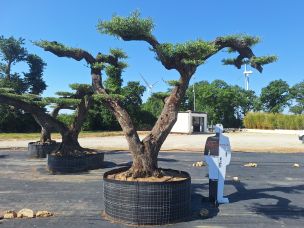 Olivier nuage, niwaki 2555 Creil dans le Oise