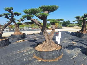 Olivier nuage, niwaki 2203 Martigues dans le Bouches du Rhône