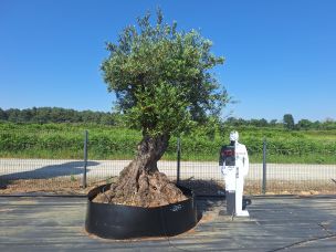 Olivier centenaire 2247 Saint Germain en Laye dans le Yvelines