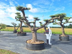 Olivier nuage, niwaki 2747 Mantes la Jolie dans le Yvelines