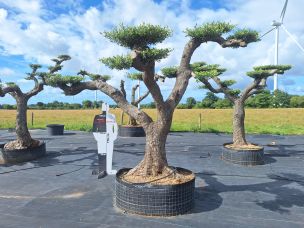 Olivier nuage, niwaki 2756 Wattrelos dans le Nord