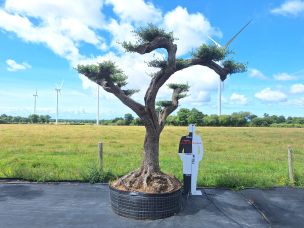 Olivier nuage, niwaki 2768 Bourg en Bresse dans le Ain