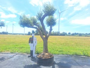 Olivier centenaire 2805 Sainte Geneviève des Bois dans le Essonne