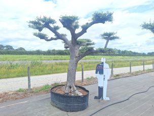 Olivier nuage, niwaki 2450 Sartrouville dans le Yvelines