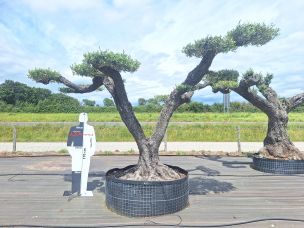 Olivier nuage, niwaki 1640 Les Abymes dans le Guadeloupe
