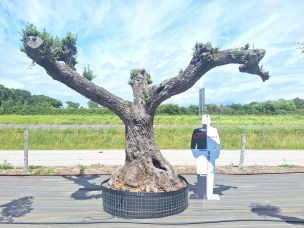 Olivier nuage, niwaki 2782 Cherbourg Octeville dans le Manche