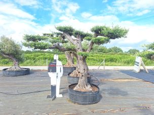 Olivier nuage, niwaki 2389 Pau dans le Pyrénées Atlantiques