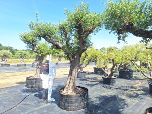 Olivier centenaire 2676 Les Abymes dans le Guadeloupe