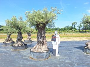 Olivier centenaire 2057 Viry Châtillon dans le Essonne