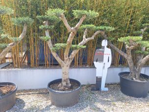 Olivier nuage, niwaki 3084 Villeneuve Saint Georges dans le Val de Marne