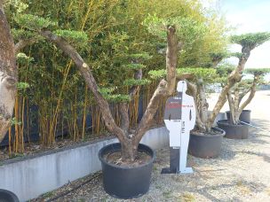 Olivier nuage, niwaki 3086 Annemasse dans le Haute Savoie