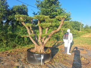 Olivier nuage, niwaki 2679 Sarcelles dans le Val d Oise