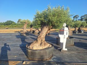 Olivier centenaire 3022 Talence dans le Gironde