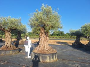 Olivier centenaire 2024 Saint Chamond dans le Loire