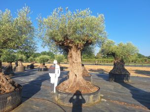 Olivier centenaire 2027 Vitrolles dans le Bouches du Rhône