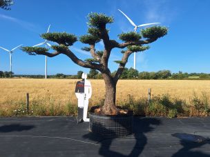 Olivier nuage, niwaki 2759 Arras dans le Pas de Calais