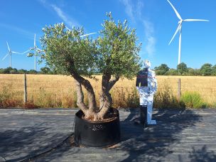 Olivier centenaire 2633 Tourcoing dans le Nord