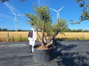 Olivier centenaire 2577 Mont de Marsan dans le Landes