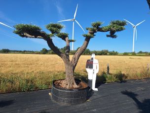 Olivier nuage, niwaki 2750 Saint Priest dans le Rhône