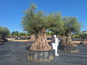 Olivier centenaire 2144 Bourges dans le Cher