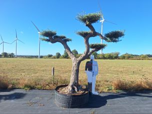 Olivier nuage, niwaki 2765 Saint Germain en Laye dans le Yvelines