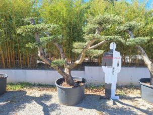 Olivier nuage, niwaki 3135 Tours dans le Indre et Loire